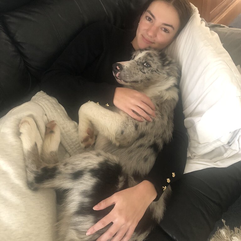 Playful friendly blue merle border collie