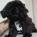 Quality Pure Bred Choco Liver Shih Tzu puppies-3