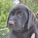 Purebred Labrador puppies