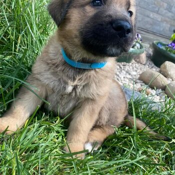 Elkhound/Shepherd mix