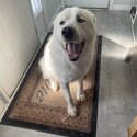 A male white Great Pyrenees -1