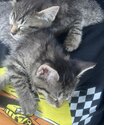 Bengal x Siberian kittens up for adoption!!-3