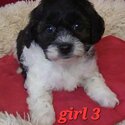 CAVOODLE PUPPIES-5