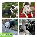 American Pitbull Terrier puppies-3