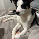 Female Boston terrier x rat terrier -5