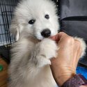 Great pyrenees puppy + crate, supplies and training with pro-2