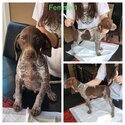 German Shorthaired Pointers for sale -1