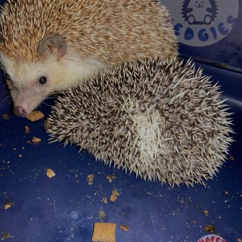 Baby hedgehogs