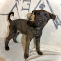 Puppies Ready For Adoption -1