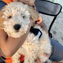 Rehoming my 3 month old purebred Mini Poodle puppy (male) -1