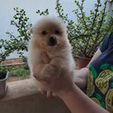 Pomeranian Puppy For Adoption -5