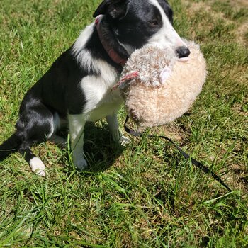 DREAM - Black White Bodrer Collie