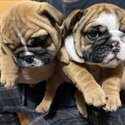 Bulldog Anglais chiots/ Englishh Bulldog puppies-4