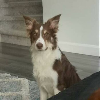 Border collie - La Prairie QC