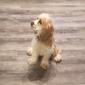 Male 3 yr old cocker spaniel-0