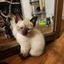 Siamese kitten-1