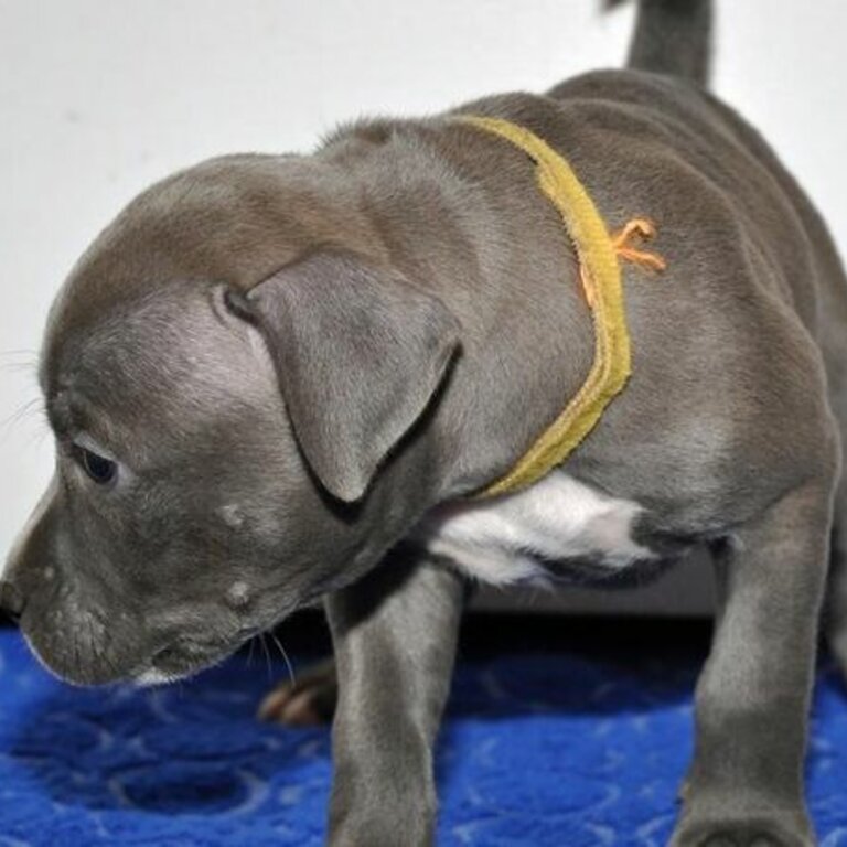 American Pit Bull Terrier puppy for sale