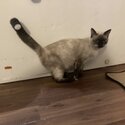 Rare Torti Point Siamese -0