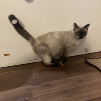 Rare Torti Point Siamese 