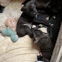 American bulldog cross puppies-2