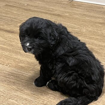 Bernese x Puppies - Born on Christmas Day