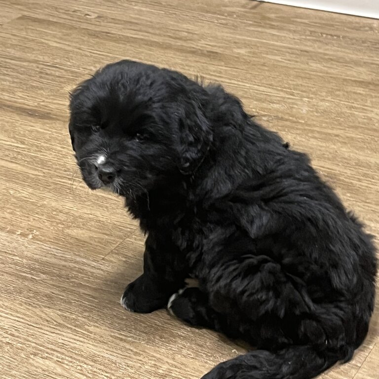 Bernese x Puppies - Born on Christmas Day