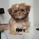 Quality Pure Bred Choco Liver Shih Tzu puppies-4