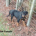 Purebred Rottweiler Puppies-5