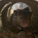 1 year old male syrian hamster brown rehome-0