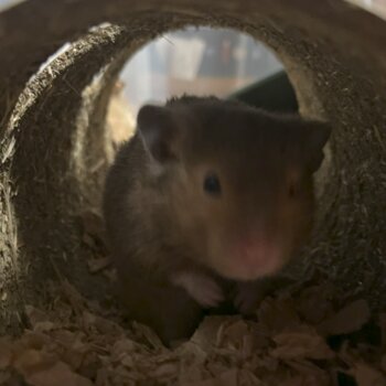 1 year old male syrian hamster brown rehome