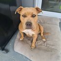 Purebred Amstaff for adoption-3