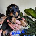 Gorgeous miniature dachshunds-5