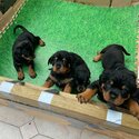 Purebred Black and Brown Rottweiler Puppies-2