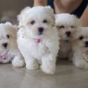 Registered Purebred Maltese Puppies Available for loving and caring homes -0