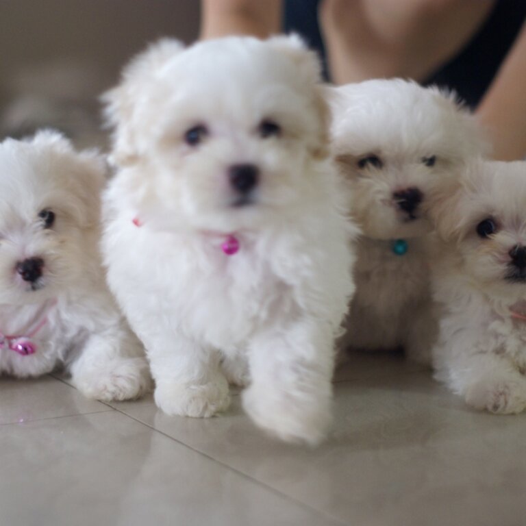 Registered Purebred Maltese Puppies Available for loving and caring homes 