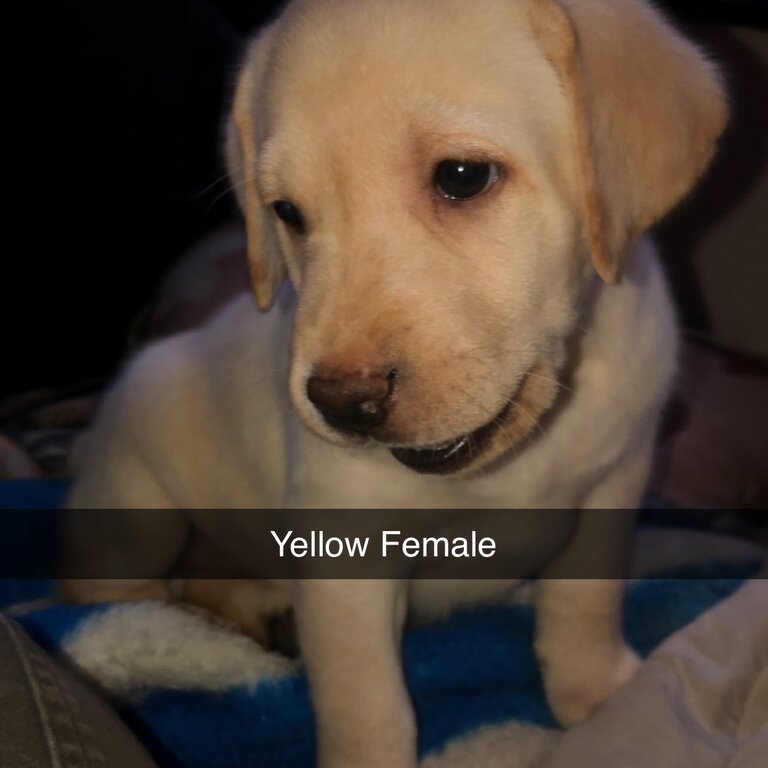 Purebred Labrador Retriever 