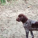 Beautiful German Short-haired Pointer puppy for sale -0