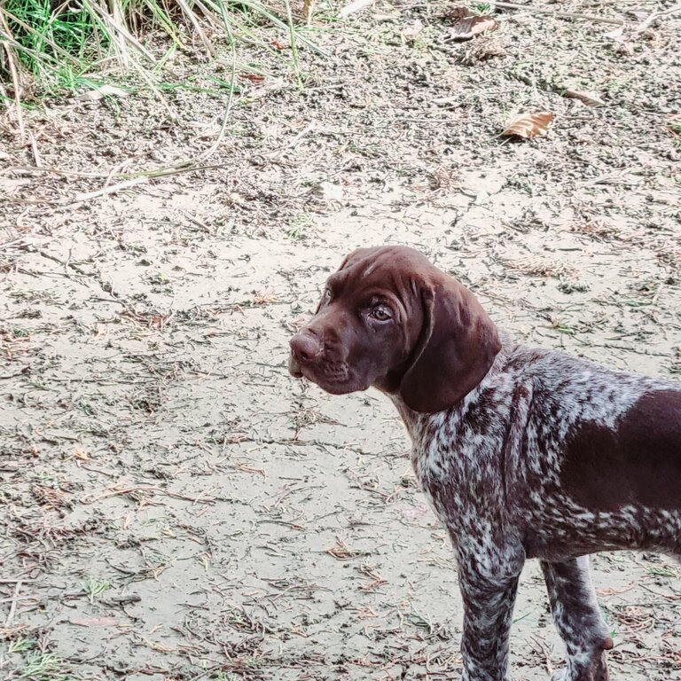 Beautiful German Short-haired Pointer puppy for sale 