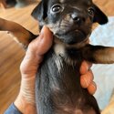 Sweet Female Chihuahua Puppies-0