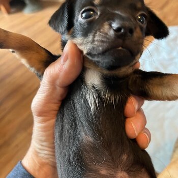 Sweet Female Chihuahua Puppies