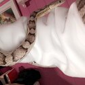 Loving Corn Snake needing new home !-2