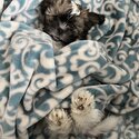 4 Shih Tzu &amp; Terrier cross -1