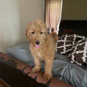 Goldendoodle puppy 