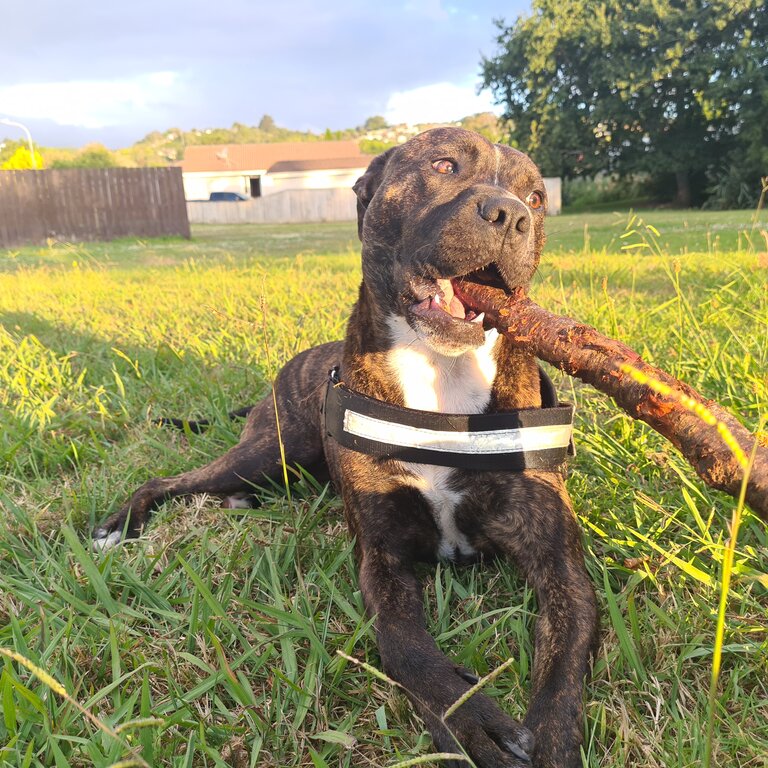 Maori Staffy 