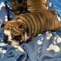 Bulldog Anglais chiots/ Englishh Bulldog puppies-1