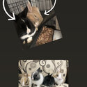 Netherland Dwarf Bunnies for sale-0