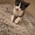 Adorable kittens -5