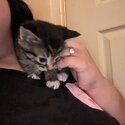 Adorable kittens -1