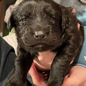 Puppies!!! Black-Lab German-Shepherd Golden-Retriever Mix (REGINA SK) -5