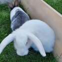 White flemish giant female-5